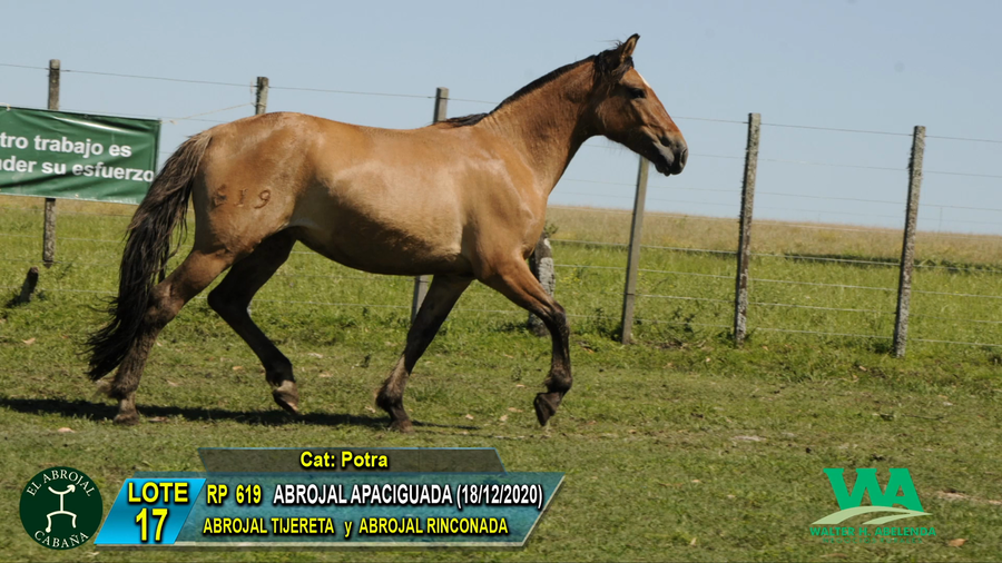 Lote ABROJAL APACIGUADA