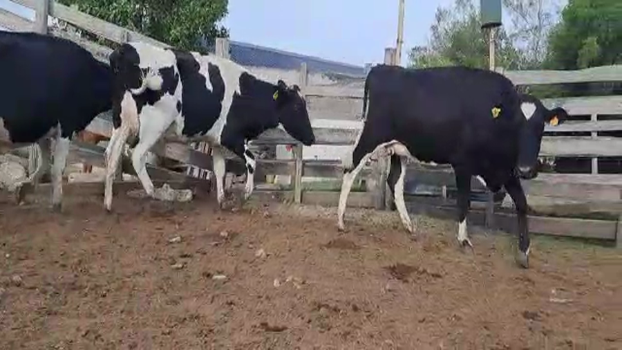 Lote 3 Vaquillonas  en San José