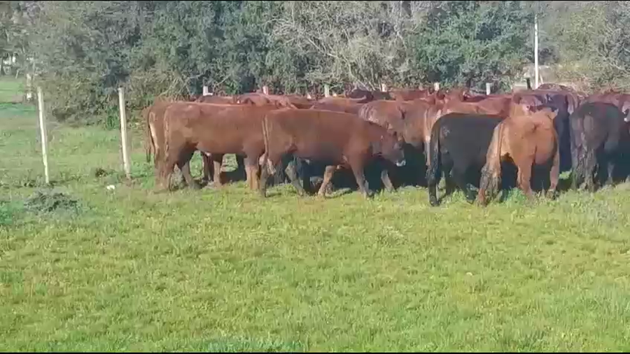 Lote (Vendido)36 Novillos ANGUS a remate en #37 Pantalla Carmelo 385kg -  en COSTAS DEL ROSARIOS