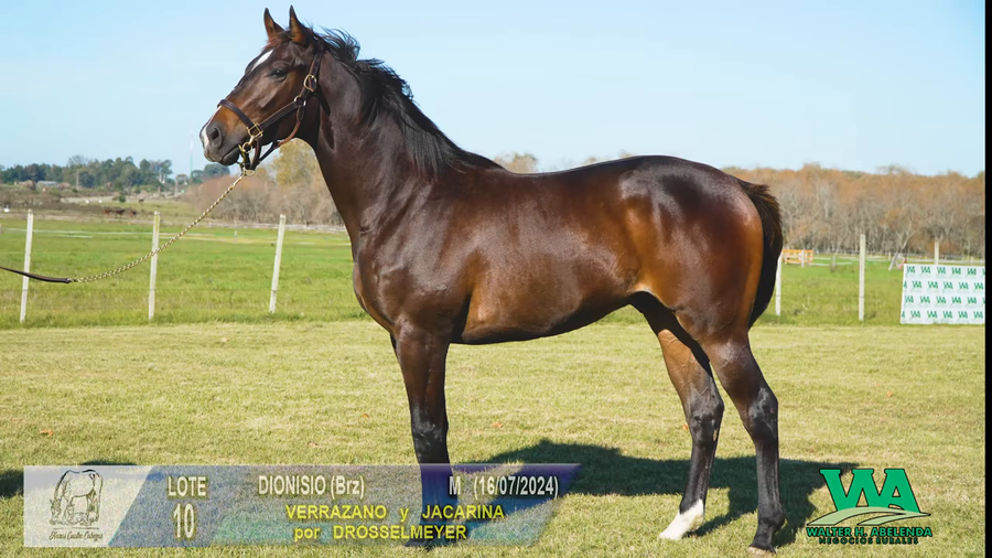 Lote DIONISIO (BRZ)