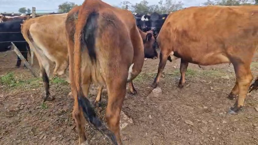 Lote 3 Vaquillonas  a remate en Pantalla Especial de Otoño, San José