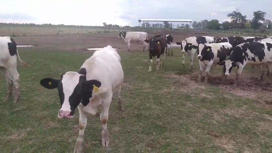 Lote 39 Terneros Holando Argentino en Col. Bossi, Santa Fe