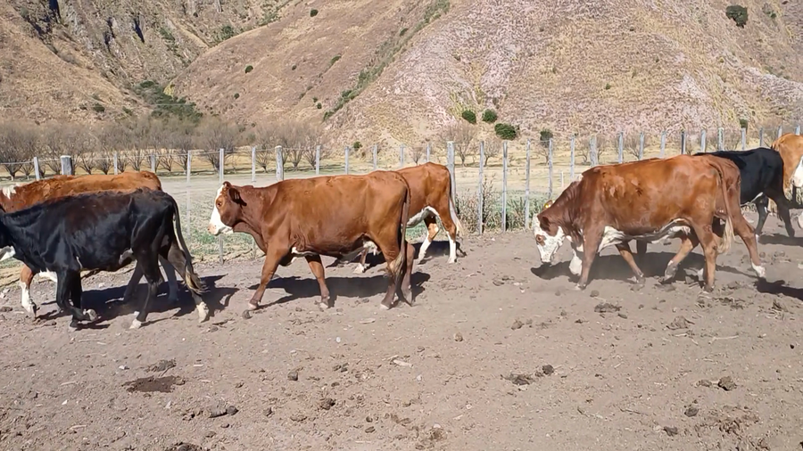 Lote 20 Vacas de invernar en Jujuy, Volcán