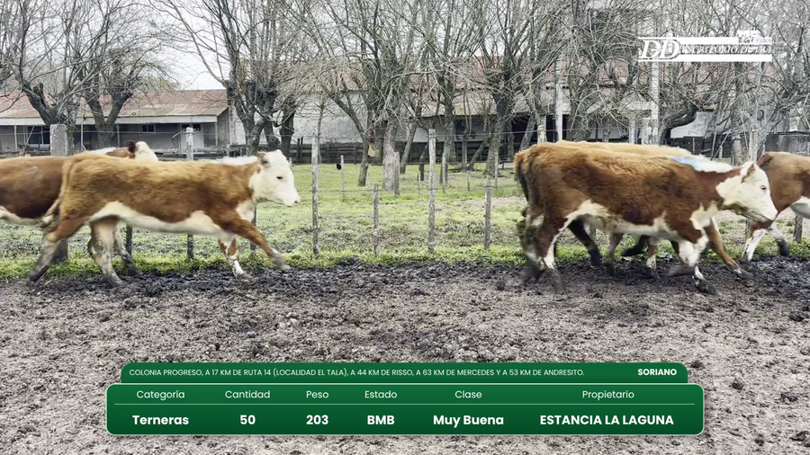 Lote 50 Terneras a remate en Vientres Kiyu 203kg - , Soriano