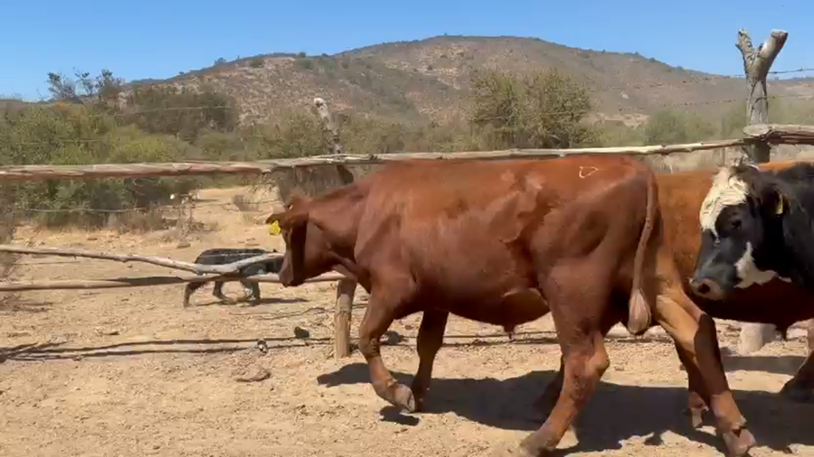 Lote 20 Novillo Engorda en La Ligua, V  Región Valparaíso