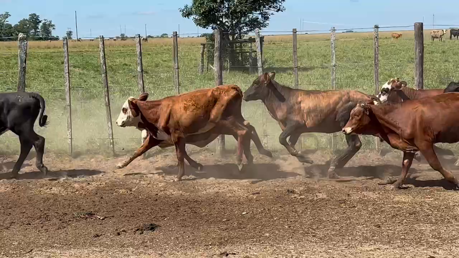 Lote 130 Terneras en Ita-Ibate, Corrientes