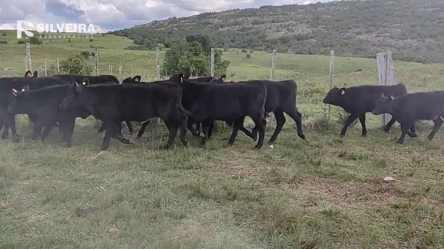 Lote 31 Terneros y Terneras en Polanco Norte, Lavalleja