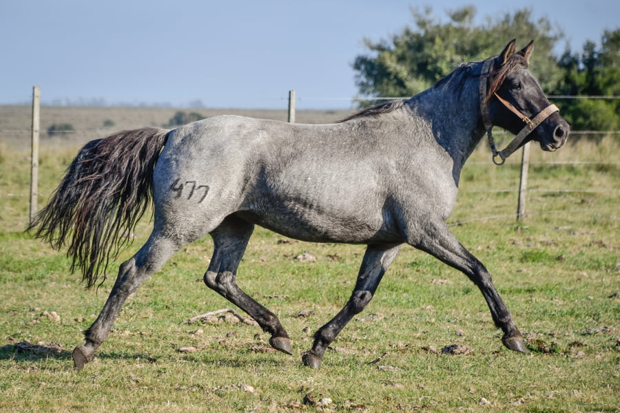 Lote BAQUEANA LA FLECHILLA
