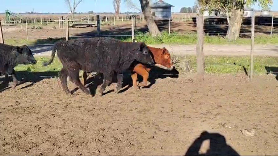 Lote 150 Terneros en Magdalena, Buenos Aires