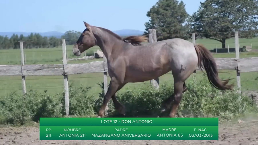 Lote Antonia 211