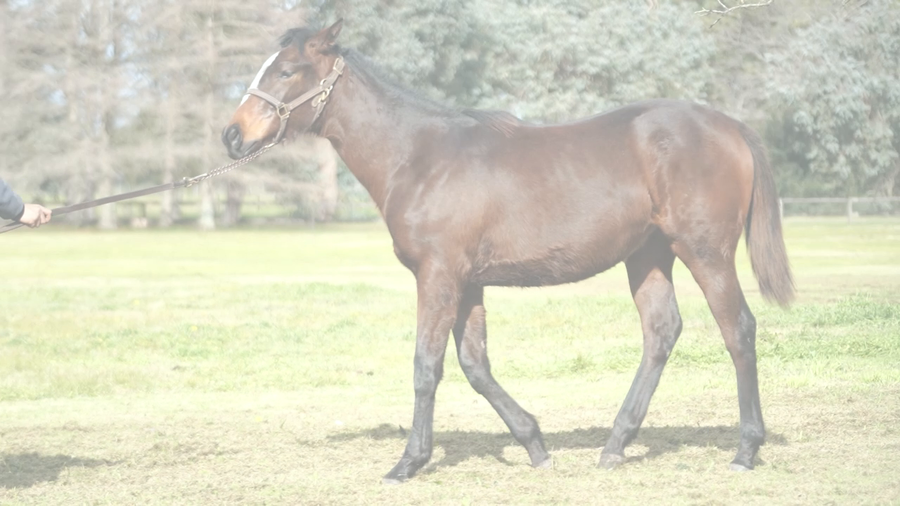 Lote SPLENLUX (LE BLUES -  SPLENDA)