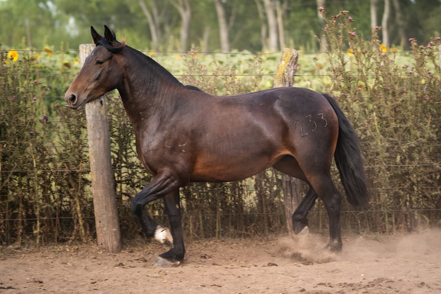 Lote PERDIDA MAQUENA