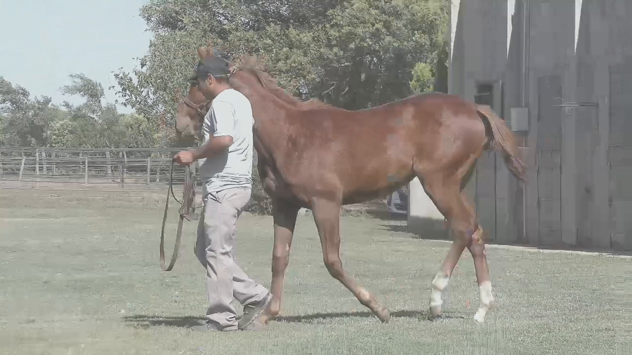 Lote COSTA PILITA (LENOVO - TORMENTA INDIA)