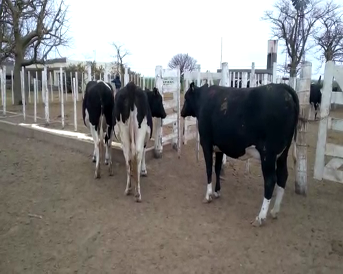 Lote VAQUILLONAS PREÑADAS