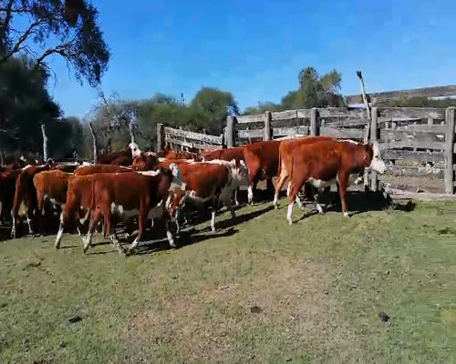 Lote 32 Terneros en Federal, Entre Ríos