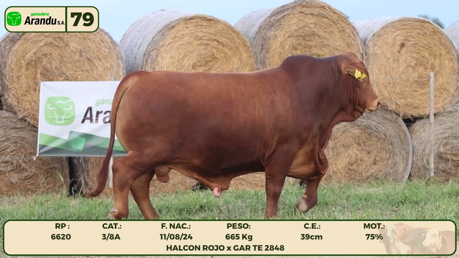 Lote LOTE 79