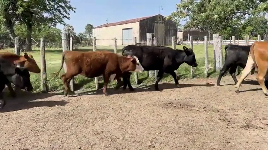 Lote VAQUILLONAS PREÑADAS