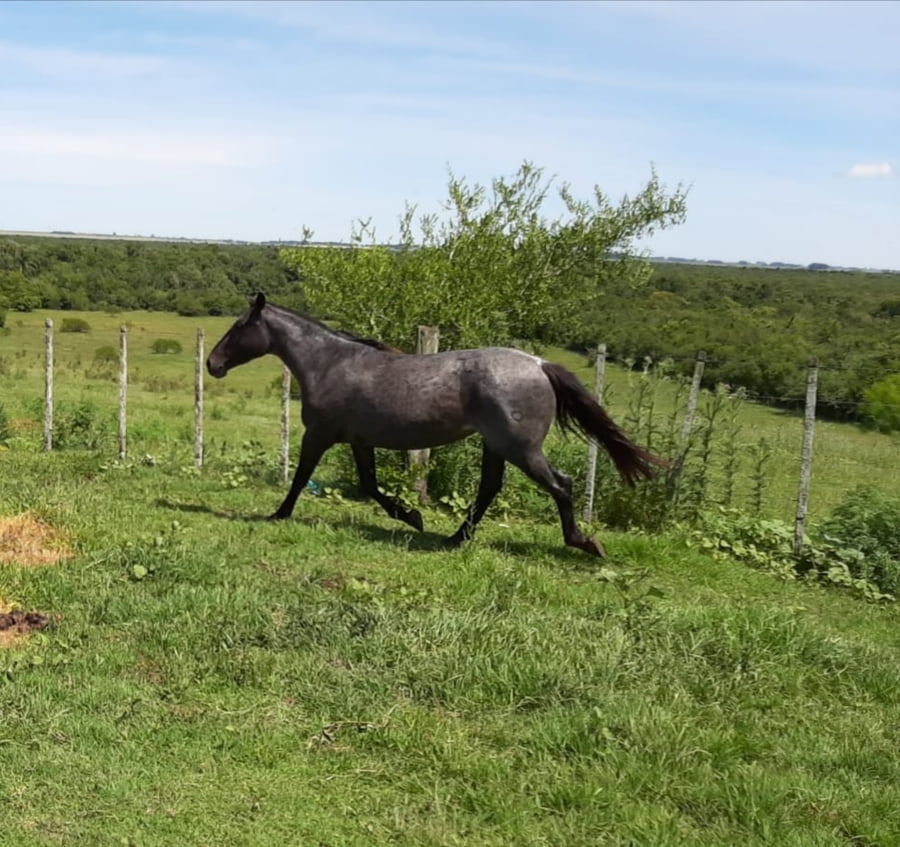 Lote RP 15 - CATRAMINA DE ANA ELVIRA