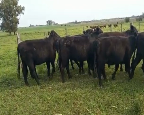 Lote (Vendido)32 Terneras angus a remate en 1º Remate Virtual 290kg -  en ruta 1 km 59