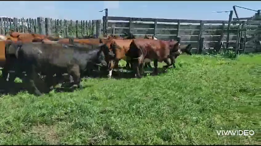 Lote 25 Terneros/as en Gral. Paz, Buenos Aires
