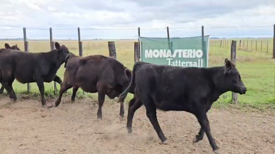 Lote 41 Terneras en Bolivar