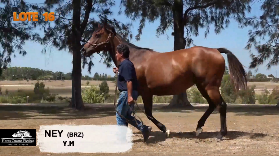 Lote BIT OF HONEY (BRZ)