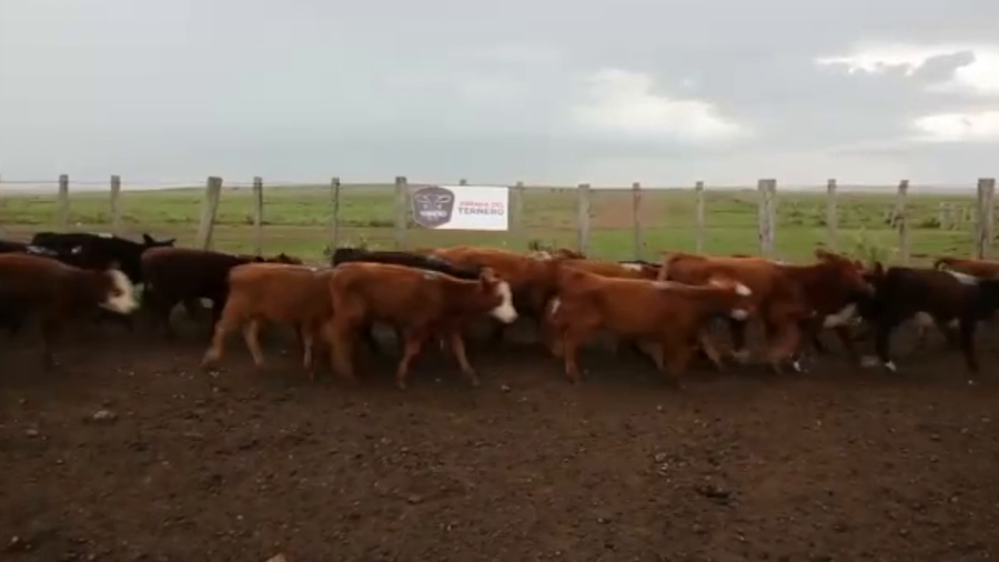 Lote 123 Terneras Cruza Carnicera a remate en PARADA DEL TERNERO 116kg -  en Parada fariña