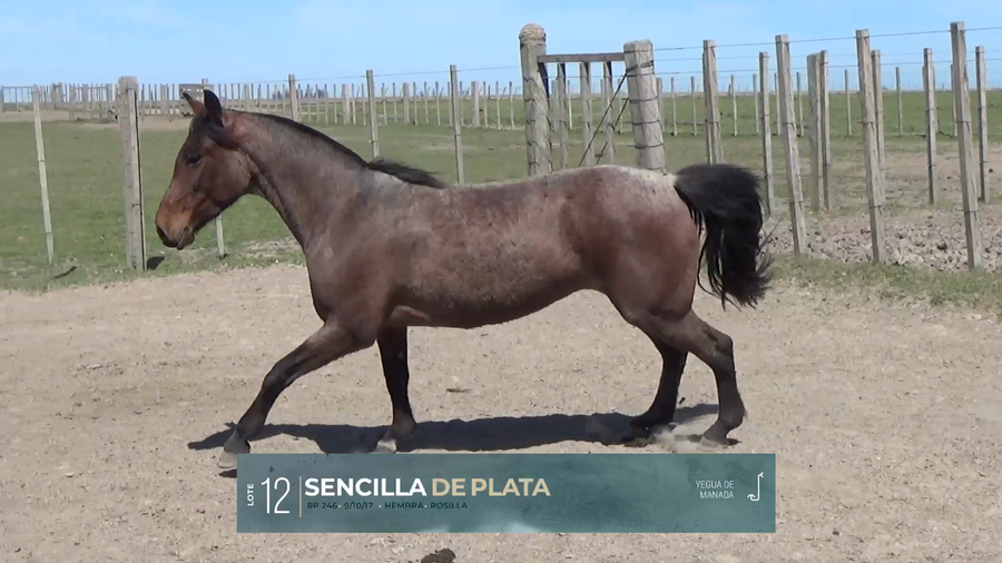 Lote Yeguarizos a remate en Criollos, Montevideo