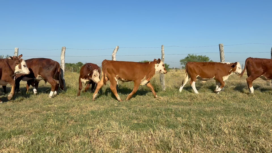 Lote 75 Terneros