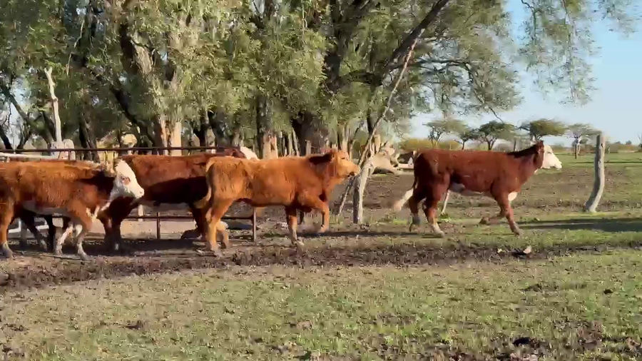 Lote 81 Terneros/as en Corrientes, Curuzu Cuatia