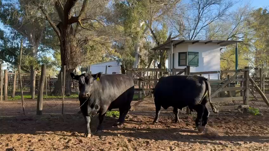 Lote TOROS PUROS DE PEDIGREE