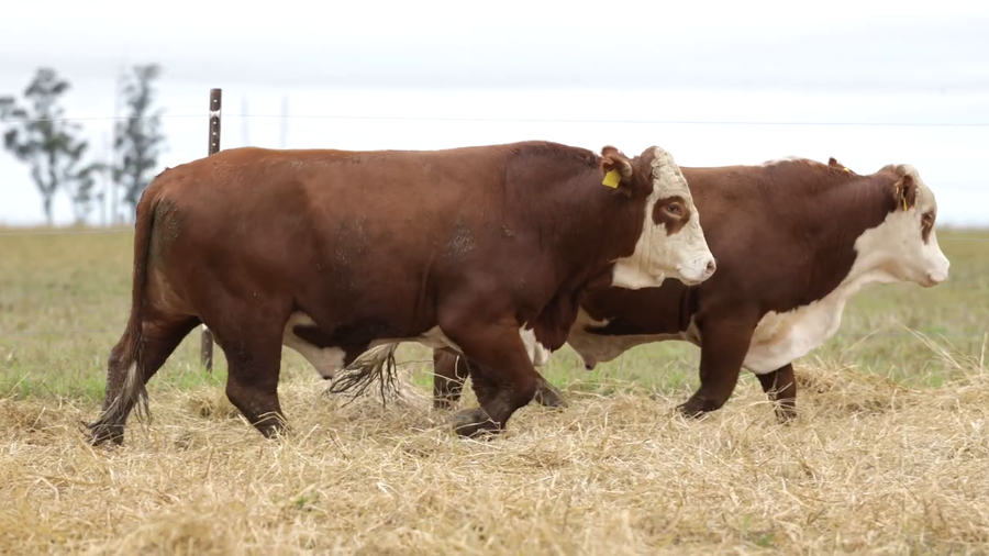Lote Toros