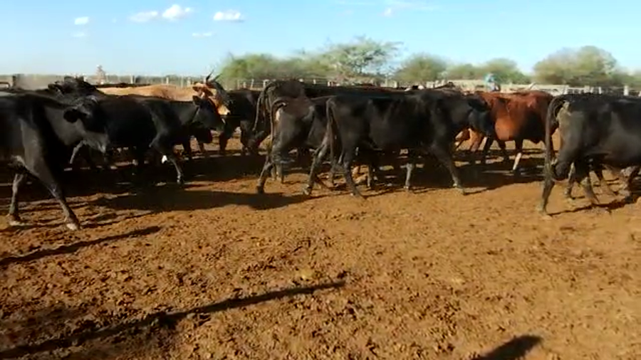 Lote 70 Vacas de invernar en Quimilí, Santiago del Estero