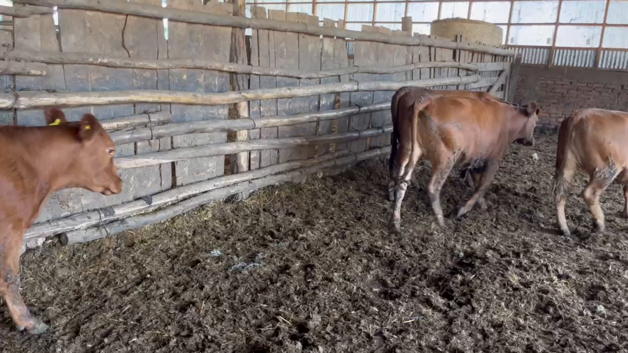 Lote 50 Vaquilla Engorda en San Carlos, XVI Región Ñuble