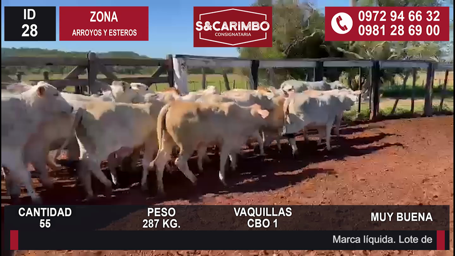 Lote Vaquillas CBO 1