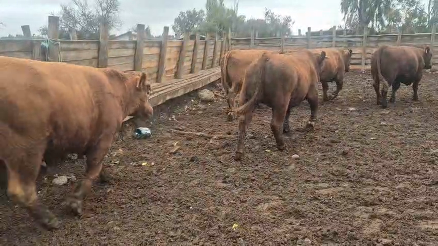 Lote 45 Novillo Gordo en Pelarco, VII  Región Maule