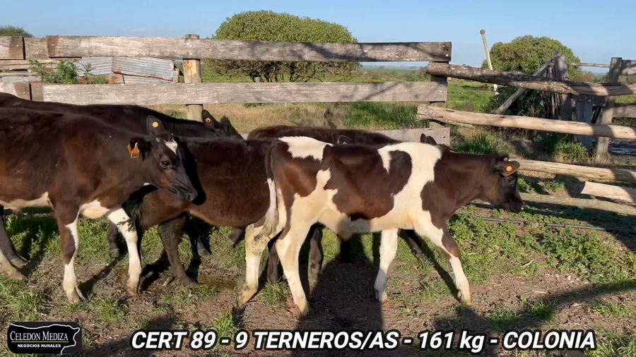 Lote 9 Terneros y Terneras en Colonia