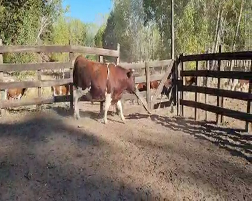 Lote 1 Toro en Quillón, XVI Región Ñuble