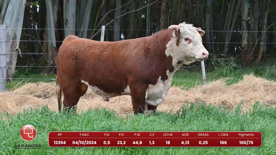 Lote Lote 26
