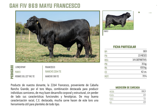 Lote LOTE 49