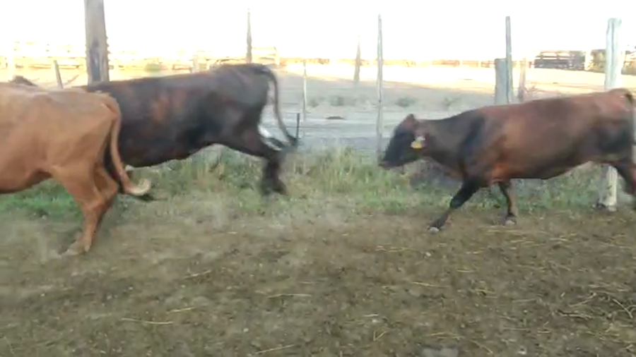Lote 34 Vacas de invernar en Los Amores, Santa Fe