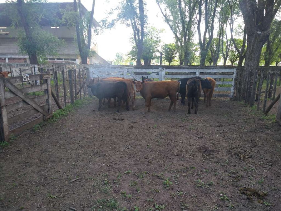 Lote 9 Terneras en Gral. Lamadrid, Buenos Aires