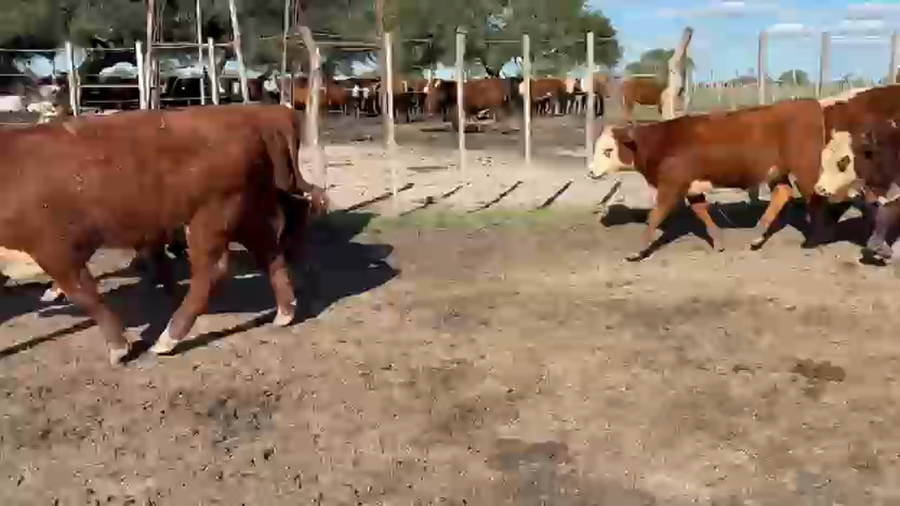 Lote 104 Terneros