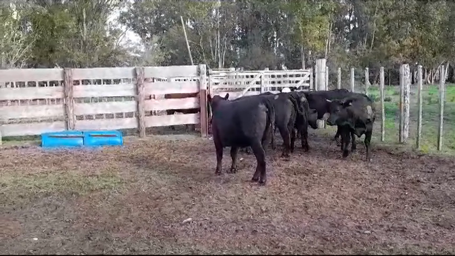 Lote VAQUILLONAS GORDAS