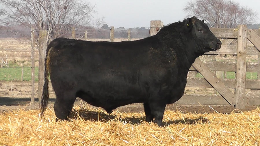 Lote TOROS PUROS DE PEDIGREE