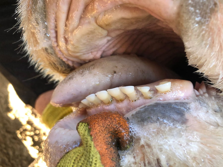 Lote 50 Vacas medio uso C/ gtia de preñez en América, Buenos Aires