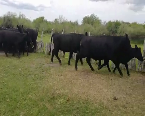 Lote 52 Novillitos y vaquillonas en San José de Feliciano, Entre Ríos