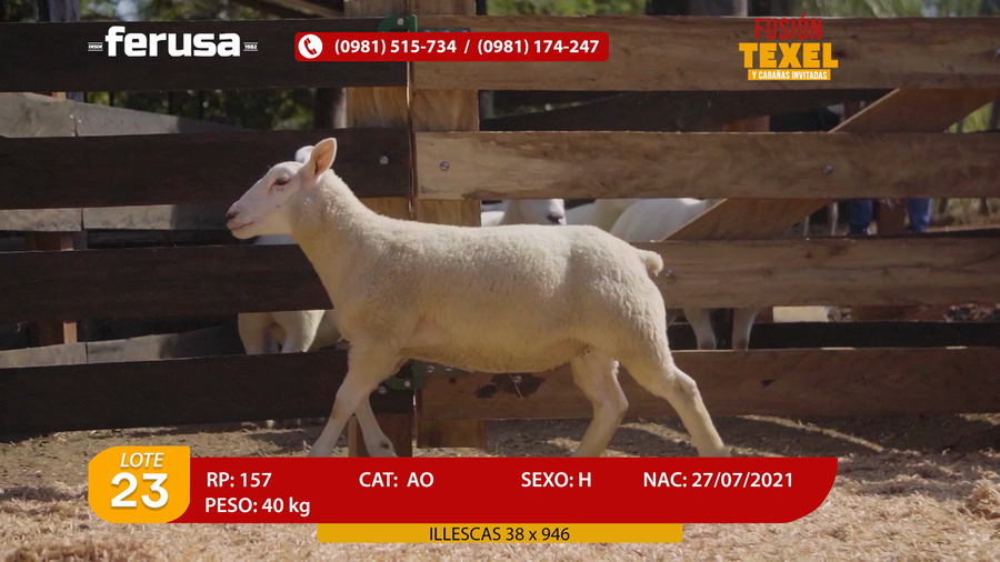 Lote Lote 23