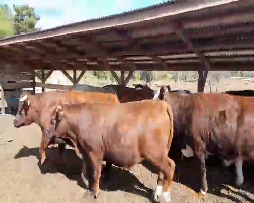 Lote 20 Novillo Gordo en Los Ángeles, VIII Región Biobío