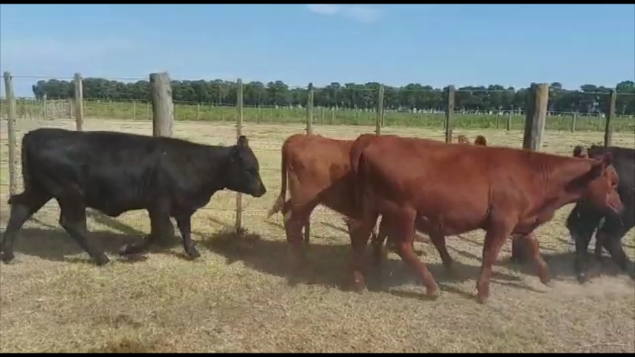 Lote 32 Terneras
